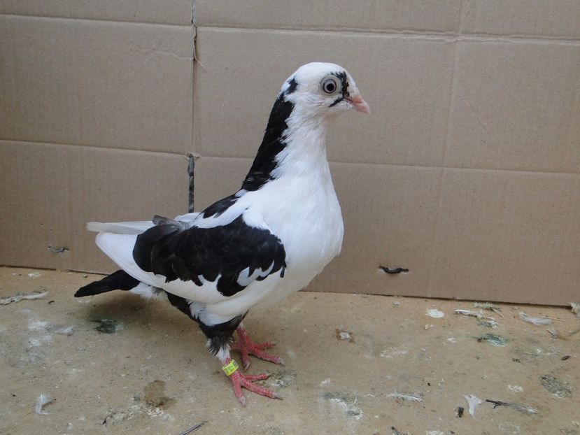  - porumbei care mi-au apartinut