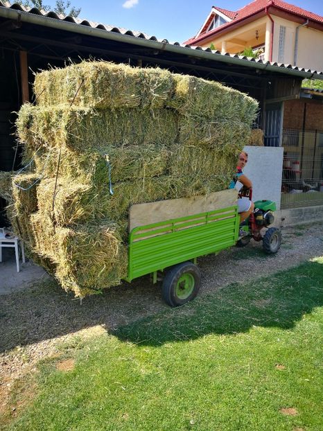 24 baloti mari de lucerna - 8 - MOTOSAPA MOVICAM