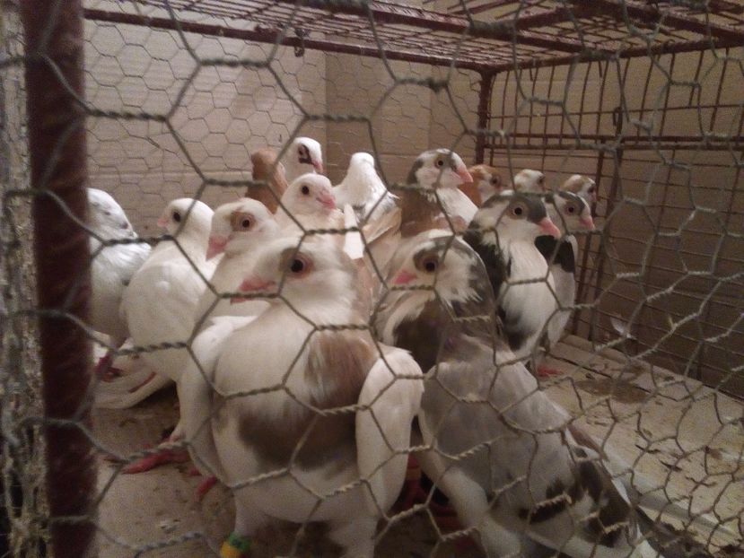  - Jucatori de Galati