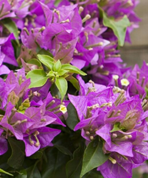 Bouga Alexandra-flori - Bougainvillea 2015