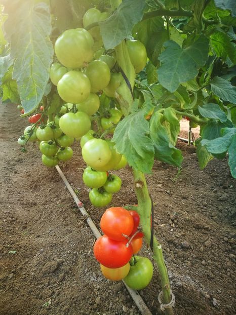  - f-colina solar 2017 08-04