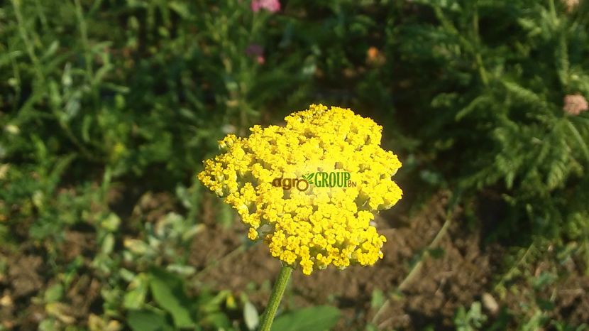 achillea 3 - Plante Achillea - Coada Soricelului Ornamentala de vanzare