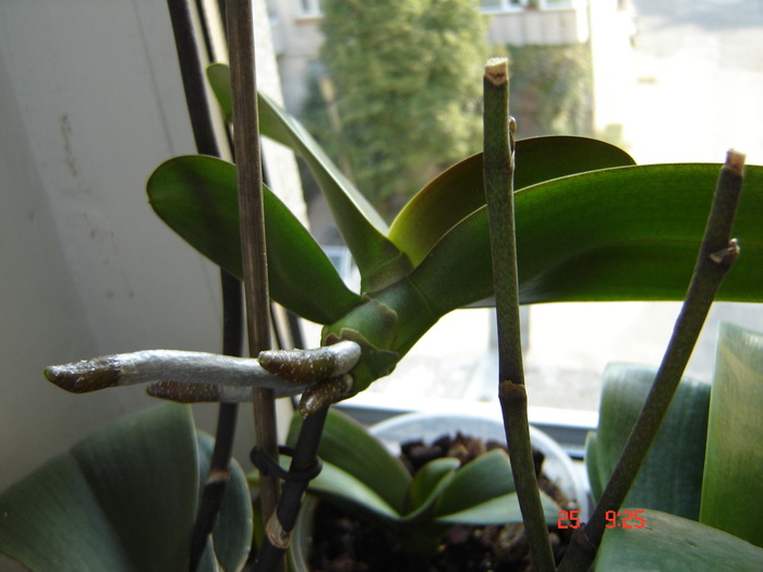 DSC03946 - phalaenopsis - keiki