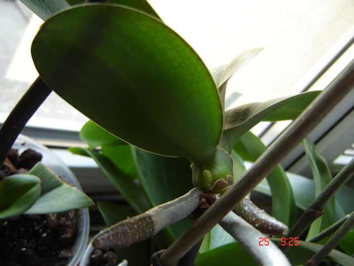 DSC03947 - phalaenopsis - keiki