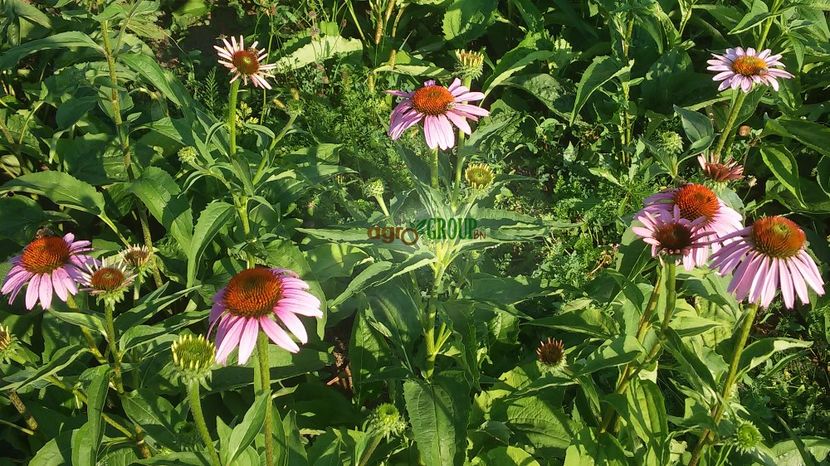 echinacea 4 - Plante Echinacea Purpurea de vanzare