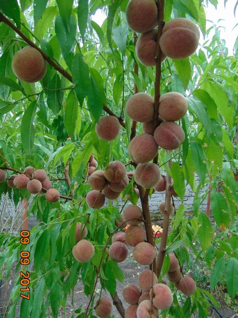  - piersic RUBINO C1 ------- rosu