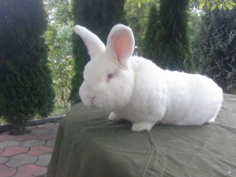  - Mascul Neo 2