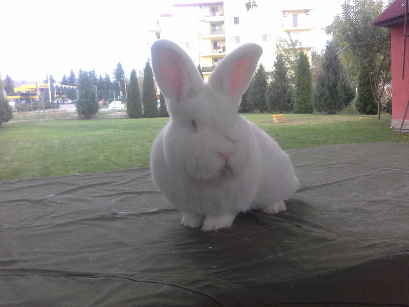  - Mascul Neo 2