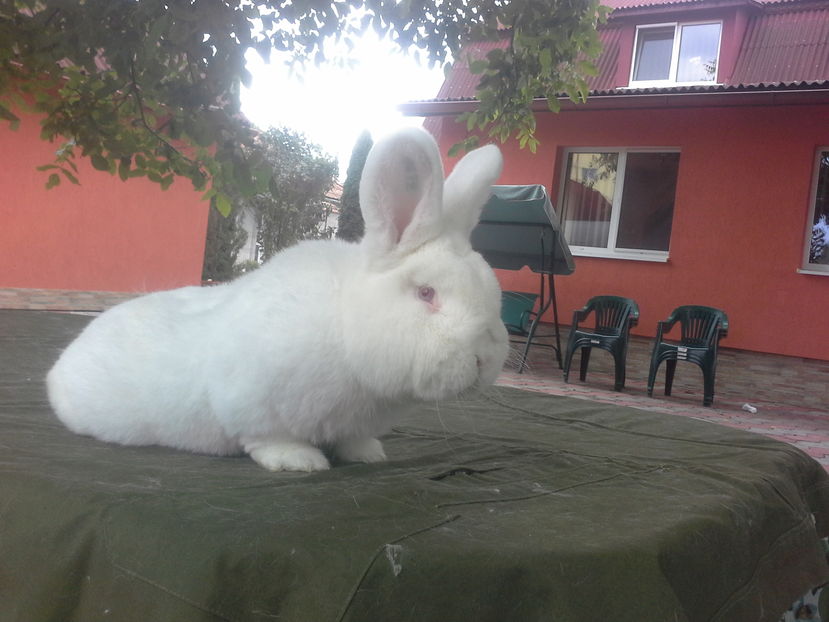  - Mascul Neo 2