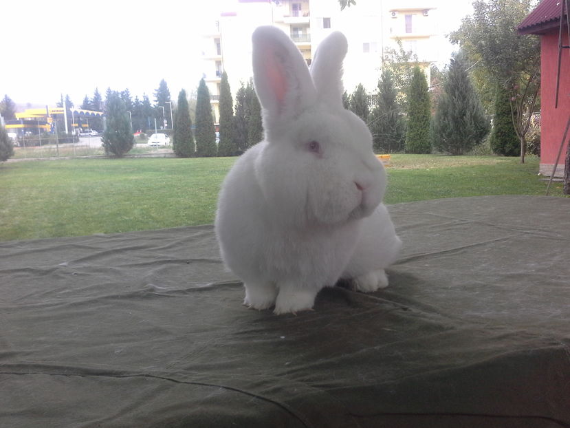  - Mascul Neo 2