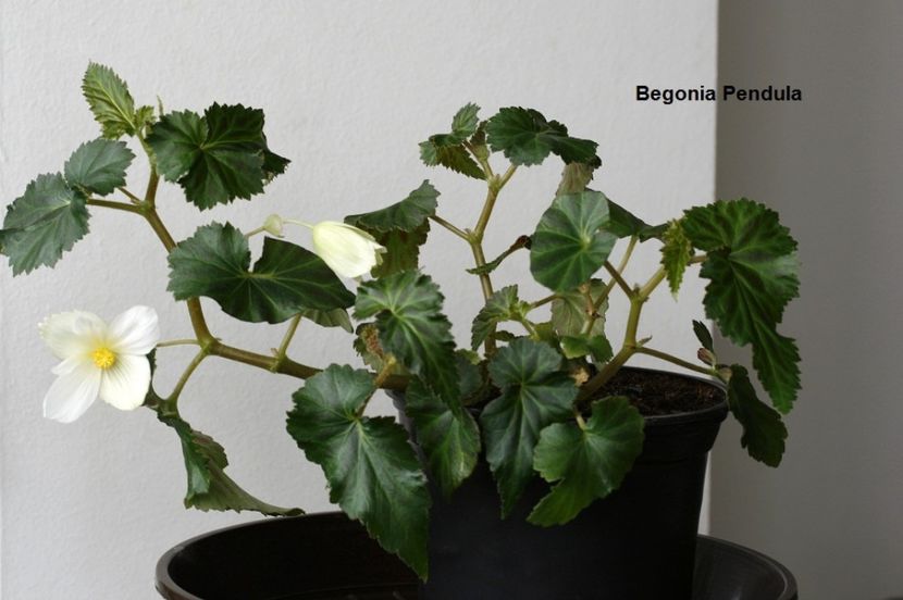 12.05.17 - 03 Begonia- inradacinare