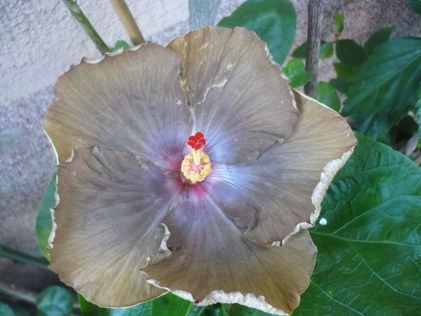 P1340877 - HIBISCUSI 2017-4