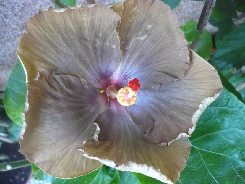 P1340879 - HIBISCUSI 2017-4