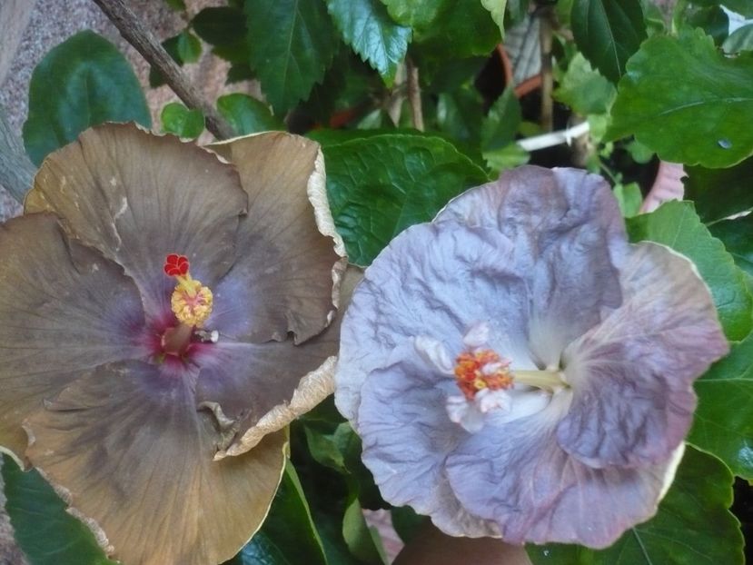 P1340880 - HIBISCUSI 2017-4