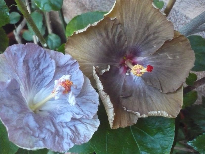 P1340881 - HIBISCUSI 2017-4