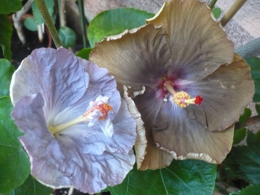 P1340882 - HIBISCUSI 2017-4