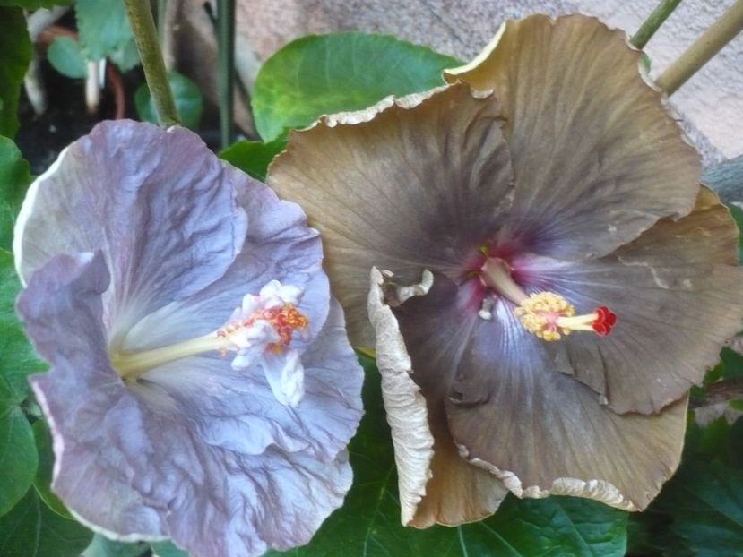 P1340883 - HIBISCUSI 2017-4