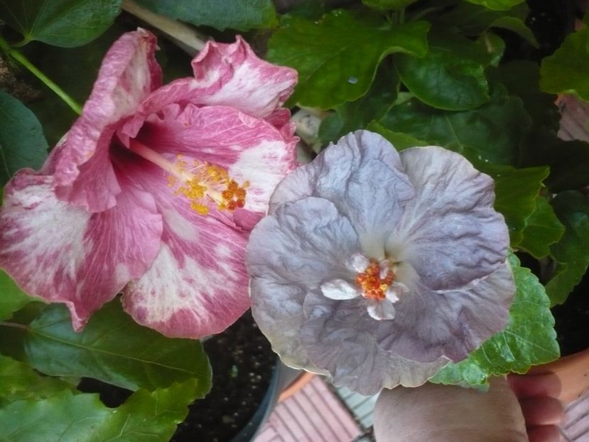 P1340884 - HIBISCUSI 2017-4