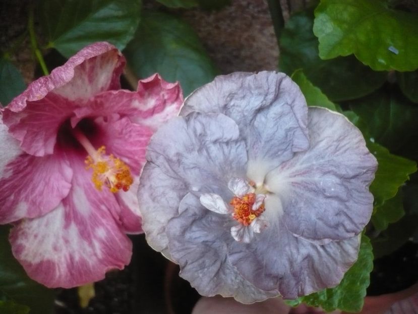 P1340885 - HIBISCUSI 2017-4