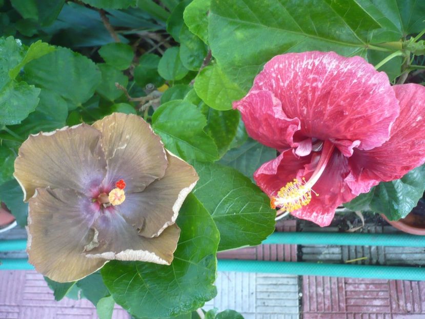 P1340887 - HIBISCUSI 2017-4