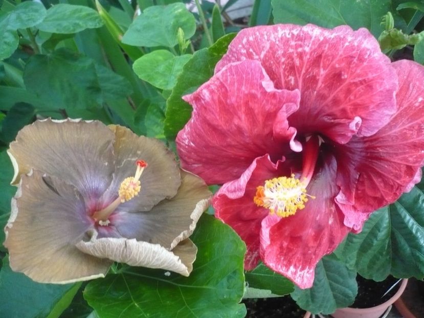 P1340888 - HIBISCUSI 2017-4