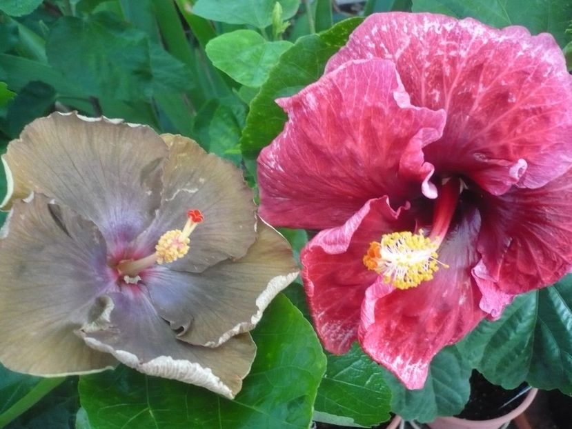 P1340889 - HIBISCUSI 2017-4