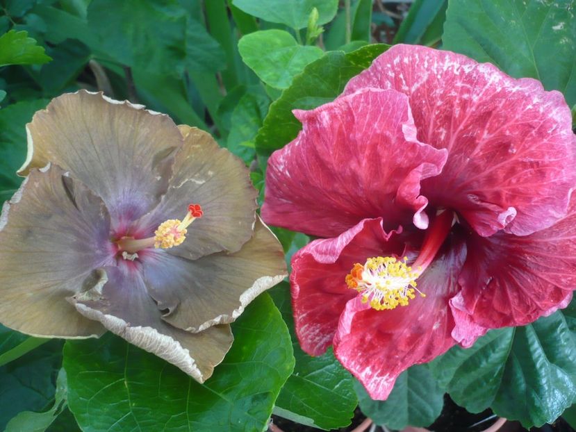 P1340890 - HIBISCUSI 2017-4