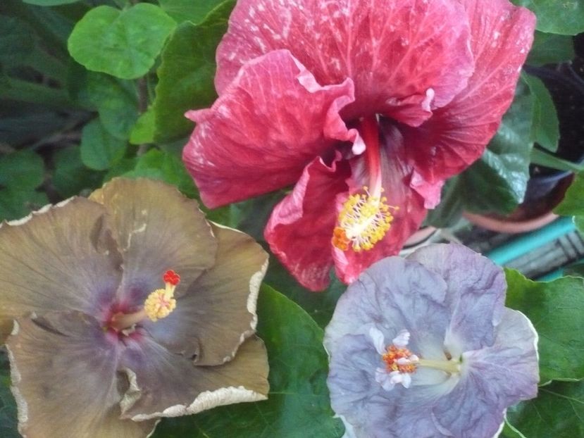 P1340891 - HIBISCUSI 2017-4