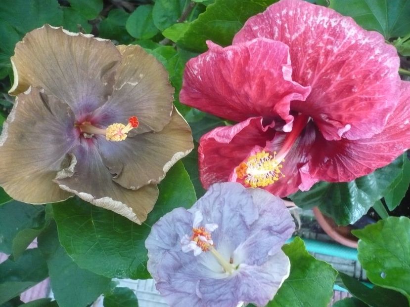 P1340892 - HIBISCUSI 2017-4