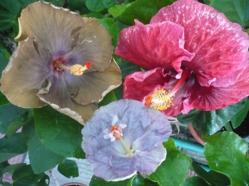 P1340895 - HIBISCUSI 2017-4