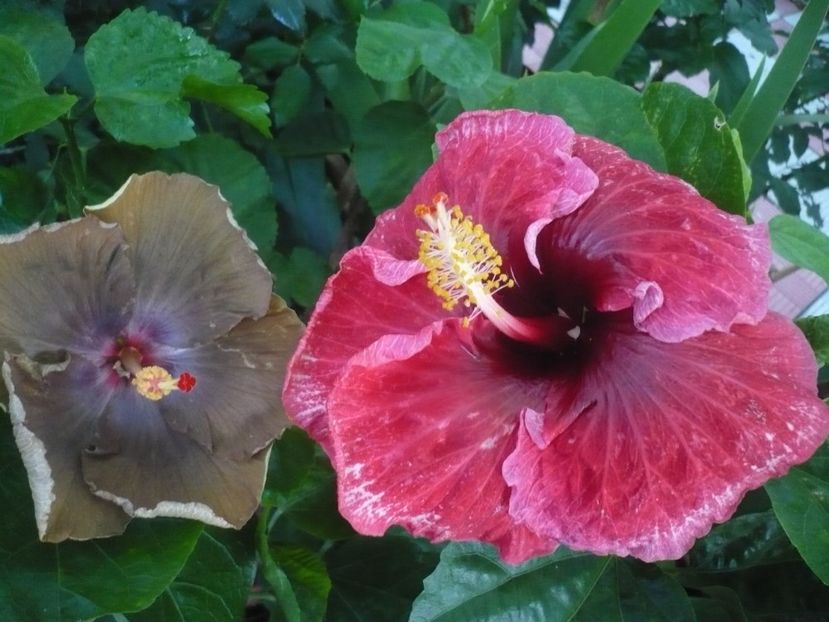 P1340898 - HIBISCUSI 2017-4