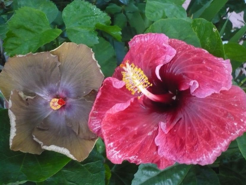 P1340900 - HIBISCUSI 2017-4