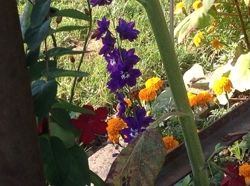  - Delphinium un nou inceput