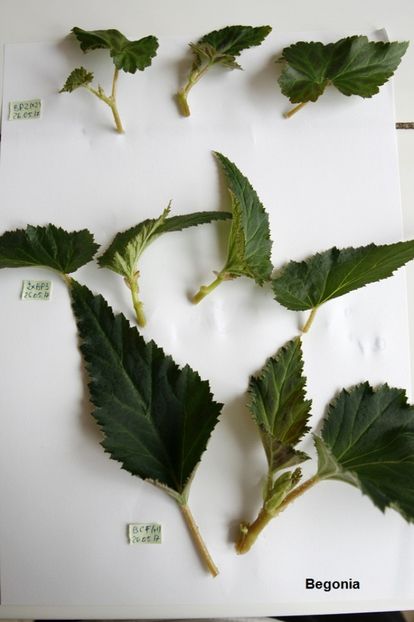 26.05.17 - 03 Begonia- inradacinare