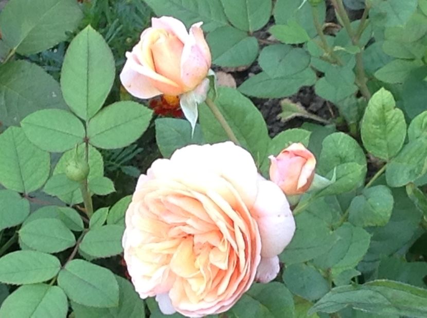  - De toate in gradina 2017