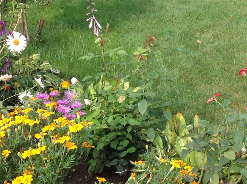  - De toate in gradina 2017