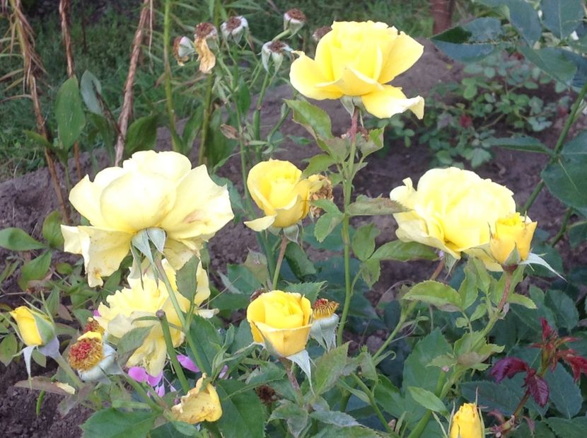  - De toate in gradina 2017