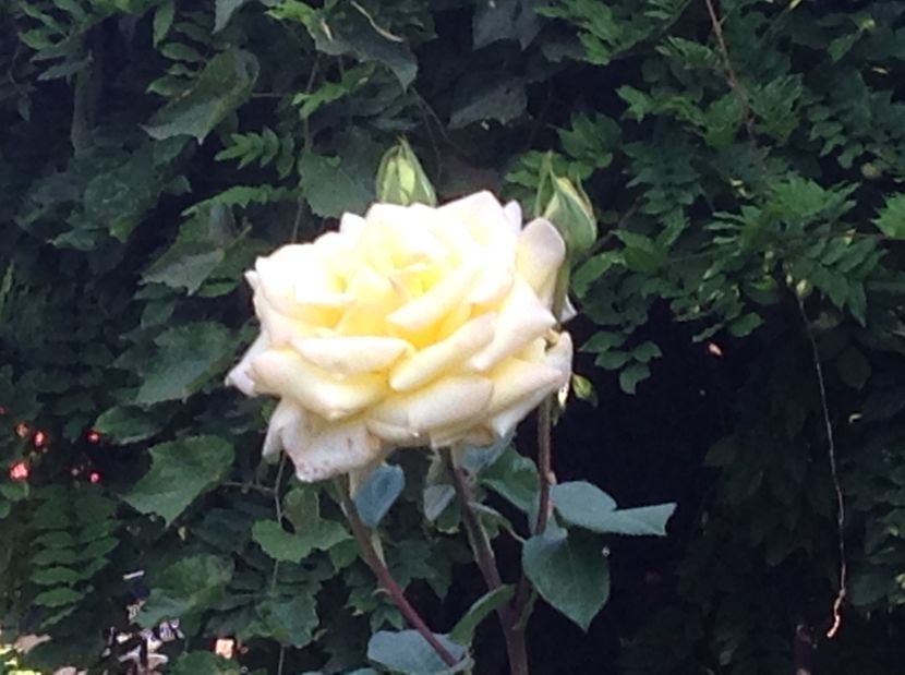  - De toate in gradina 2017