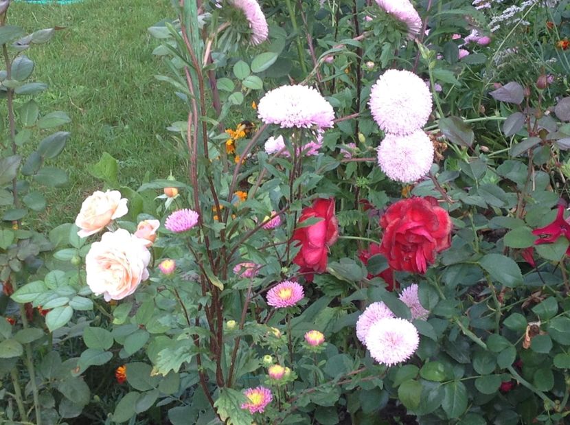  - De toate in gradina 2017