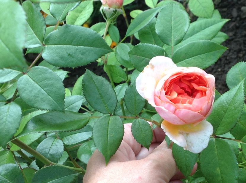  - De toate in gradina 2017