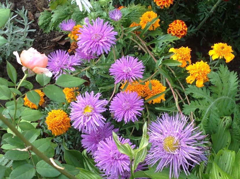  - De toate in gradina 2017