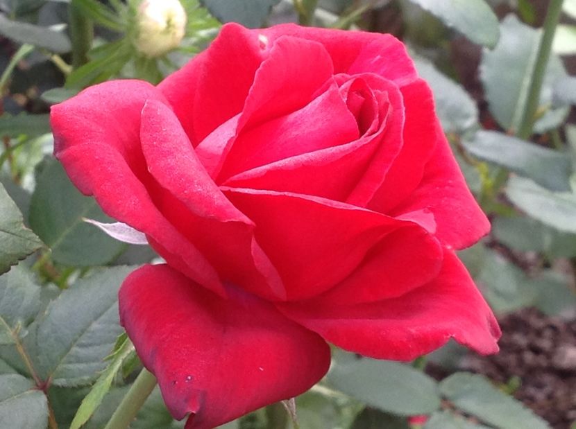  - De toate in gradina 2017