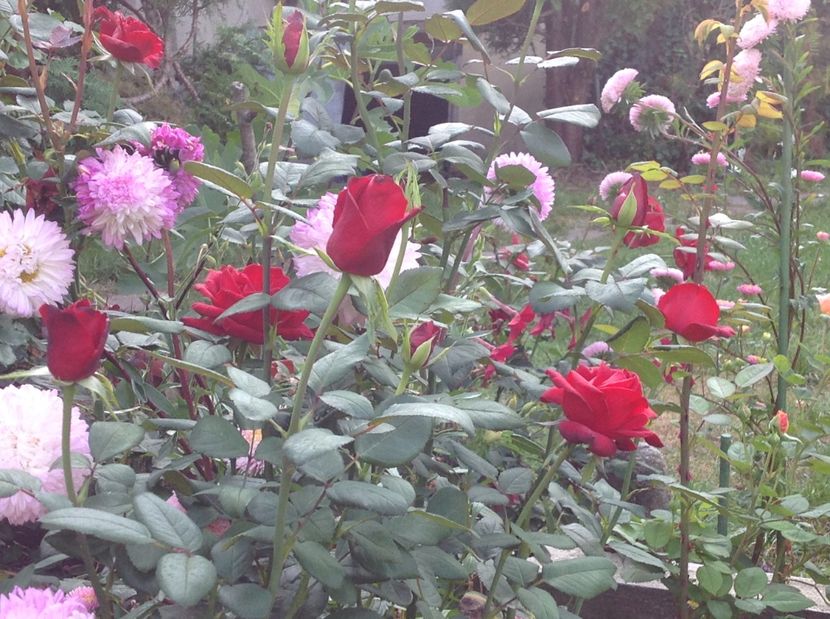  - De toate in gradina 2017