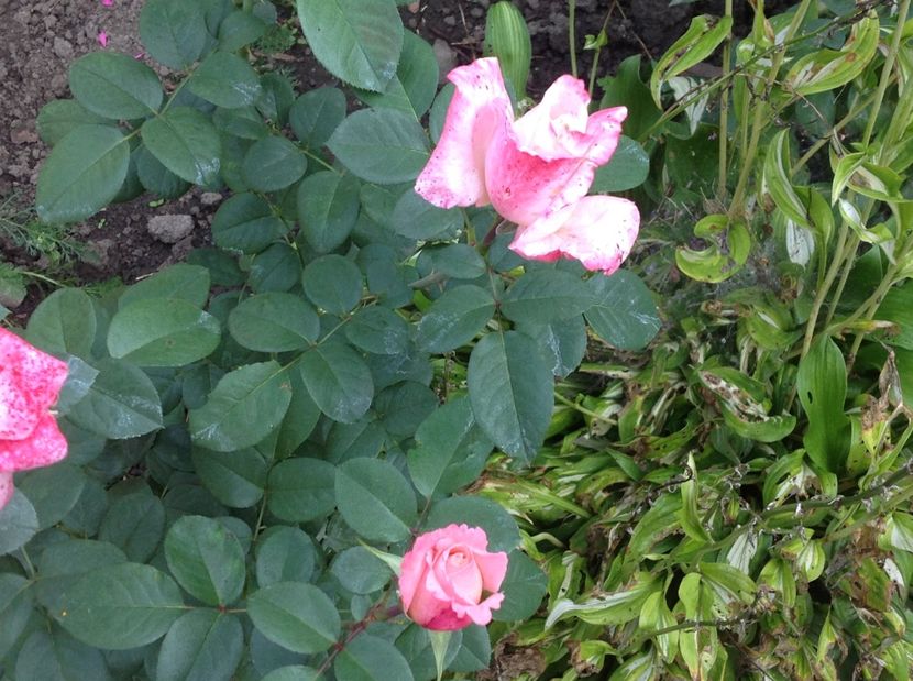  - De toate in gradina 2017