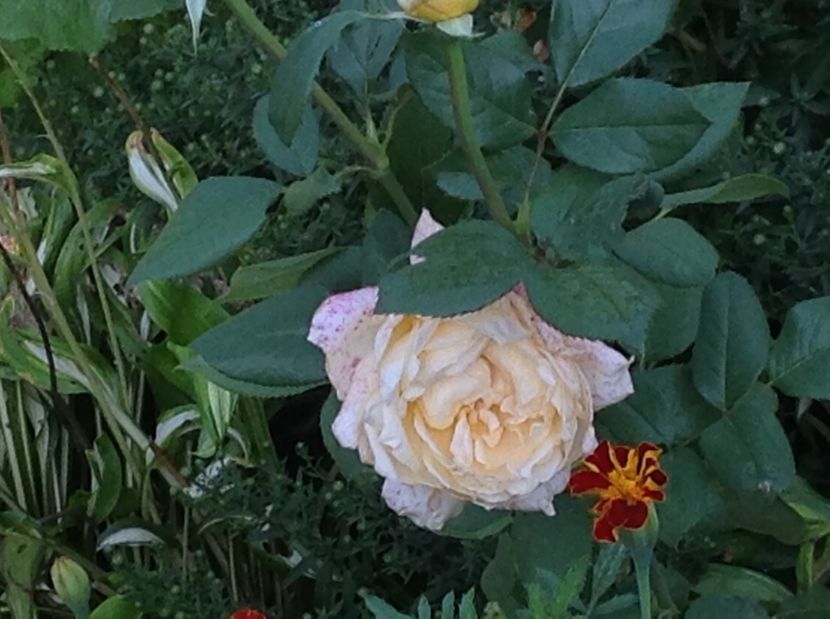  - De toate in gradina 2017