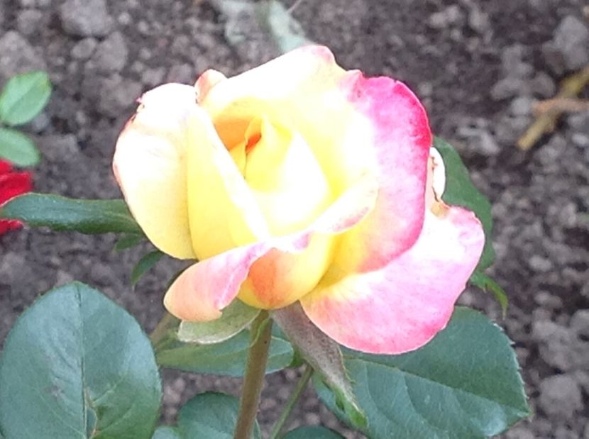  - De toate in gradina 2017