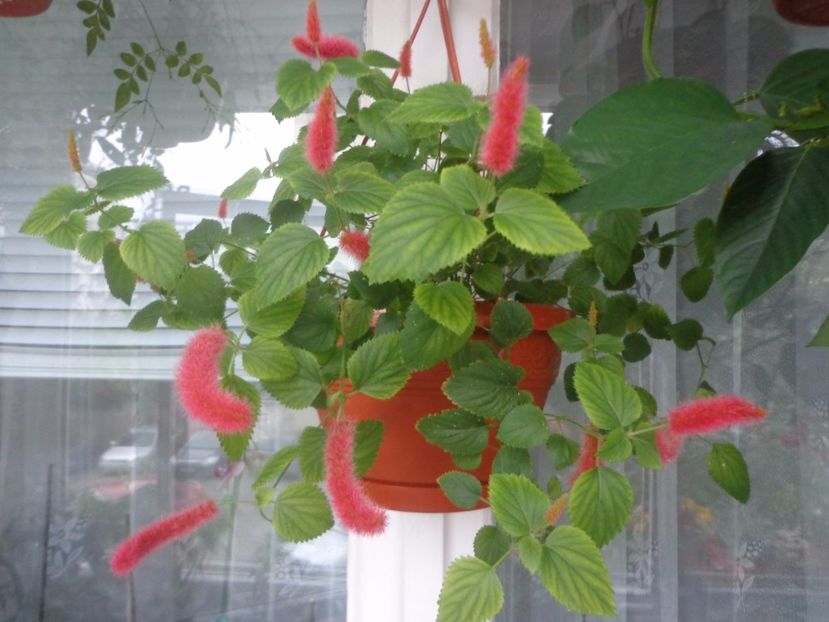 Acalypha reptans - Argumente