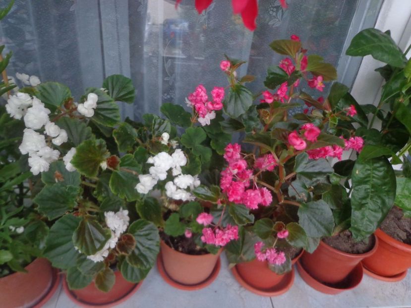 Begonia semperflorens - Argumente