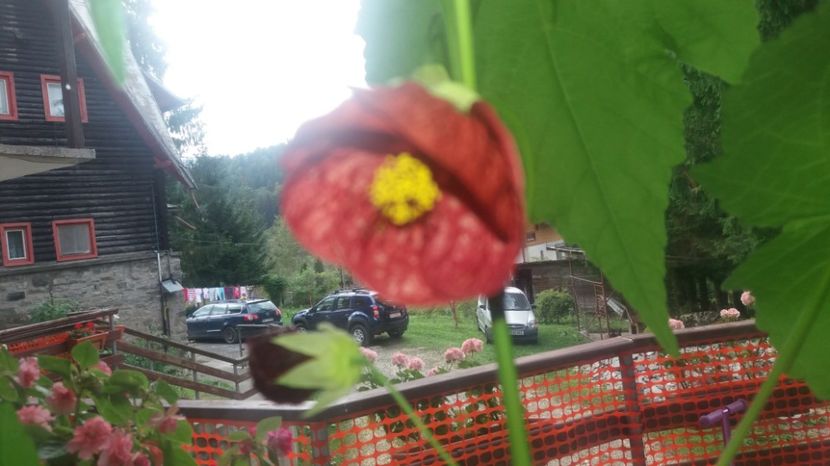 grena - Abutilon