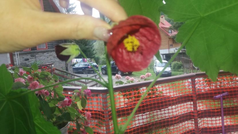 tot el - Abutilon